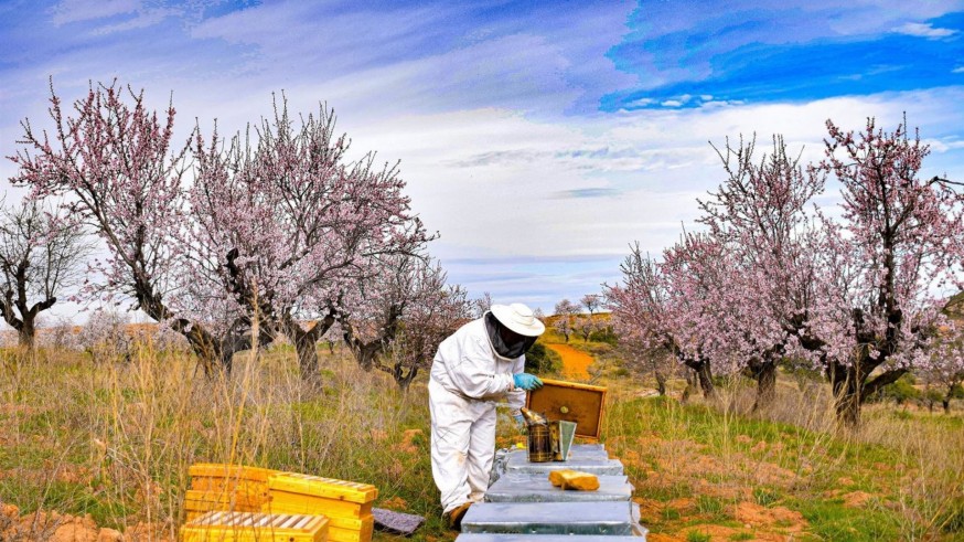 Zafra: "Movento es muy tóxico para las abejas"
