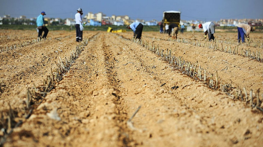 Tierras en cultivo
