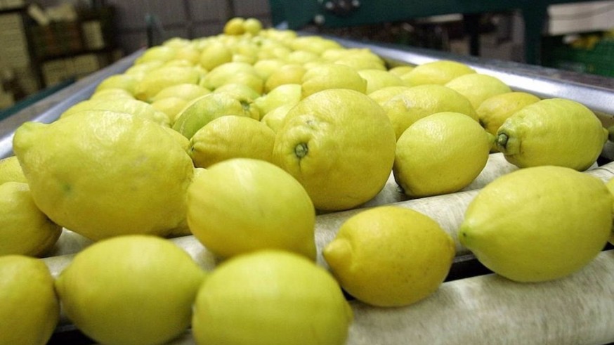  El Ministerio "castiga" a productores de limón de Murcia al no reducir los módulos de IRPF, según AILIMPO