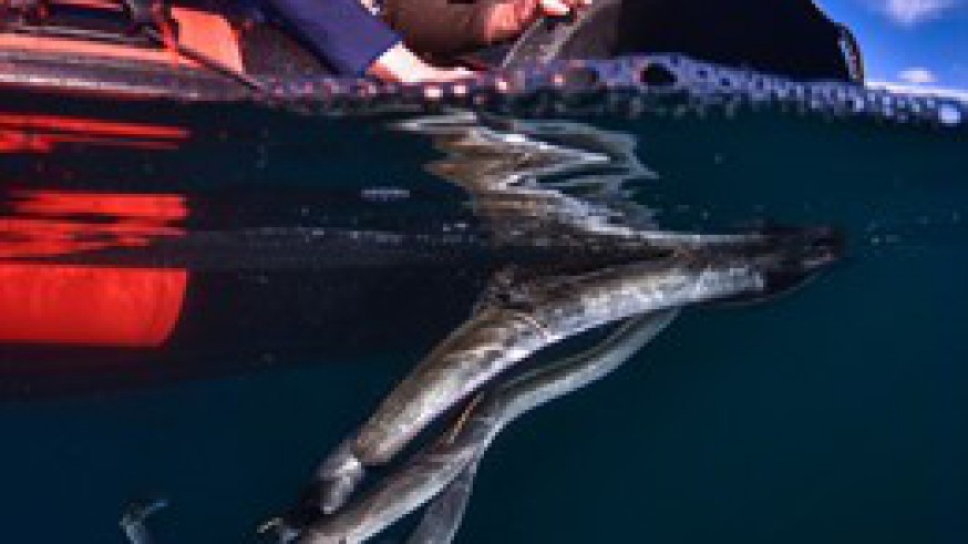 VIVA LA RADIO. Emisores de telemetría rastrean la "ajetreada" vida de las anguilas del Mar Menor