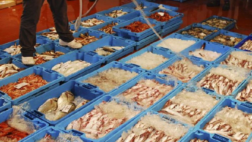 VIVA LA RADIO. Mar a la vista. En Puerto de Mazarrón se capturan ochenta mil kilos de boquerón al día