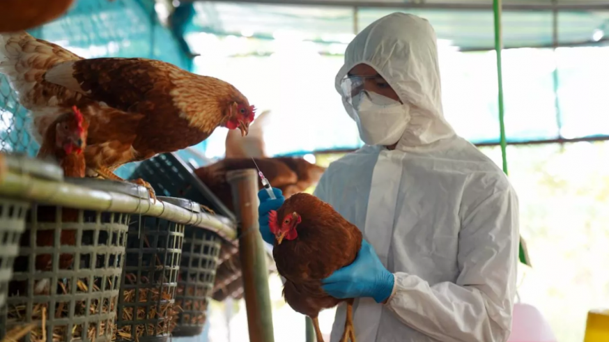 Sherlock Health con Christian de la Fe: gripe aviar en las gallinas ponedoras