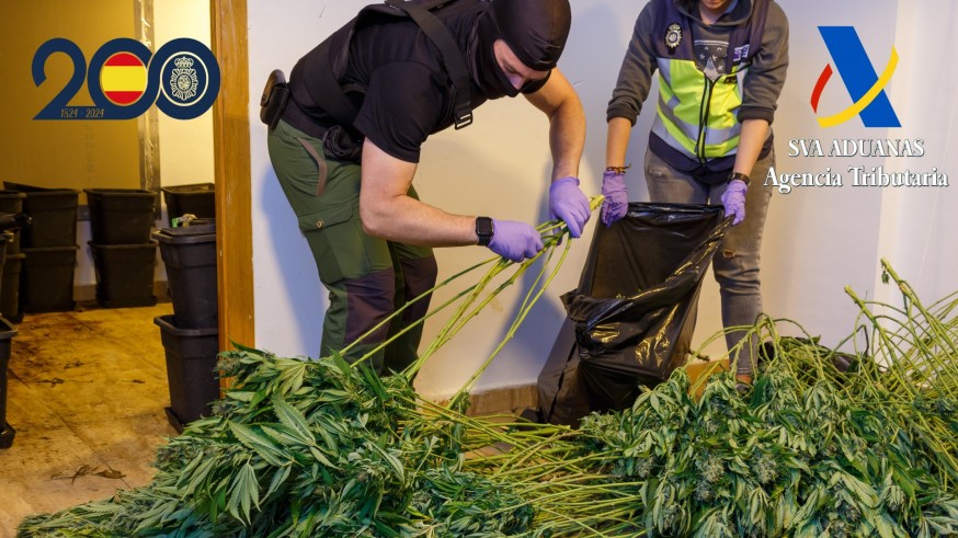 Desmantelada una gran red de cultivo de marihuana en Alcantarilla