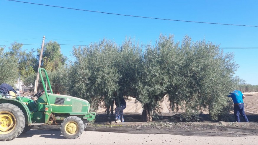 Oro en las ramas del olivo