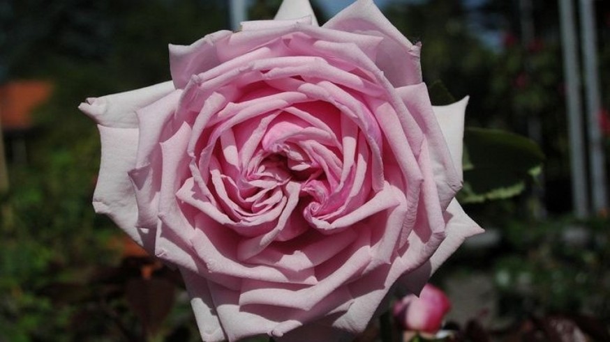 La Magia de las plantas: Rosas híbridas de té para la ofrenda floral a la Virgen de la Inmaculada