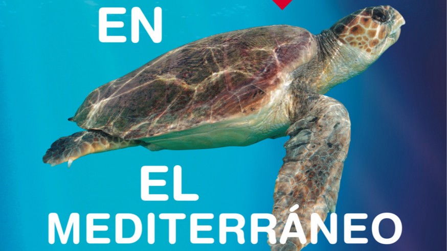TURNO DE NOCHE. Varios municipios de la Región se suman a la campaña “Tortugas en el Mediterráneo” que organiza la Fundación Oceanogràfic