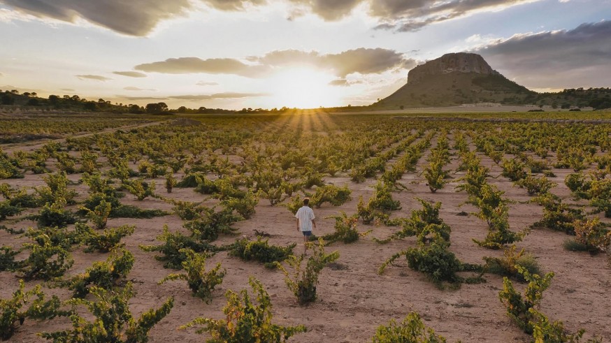 La sequía obliga al abandono de viñedos de secano en Jumilla, Yecla y Bullas