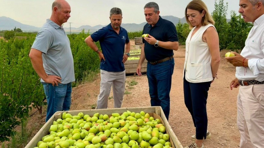 La cosecha de la pera Ercolini de Jumilla crece un 59%