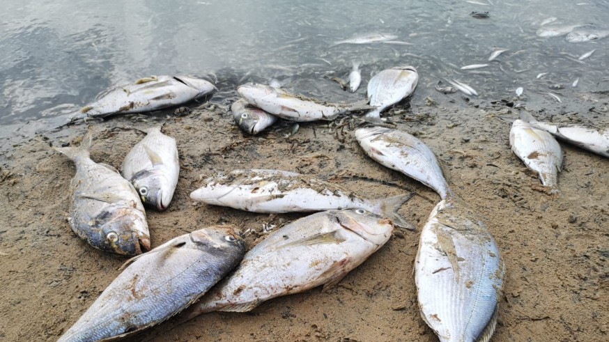 VÍDEO | Aparecen miles de peces muertos en las playas de San Pedro por falta de oxígeno 