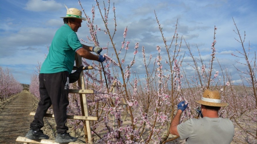 Los más de 20 días de retraso que acumula la floración en la Vega Alta preocupa a agricultores