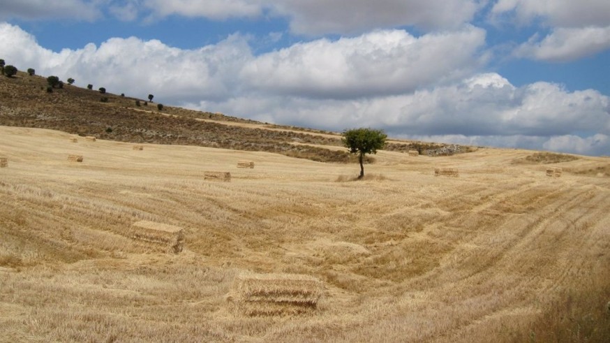 La Universidad de Murcia ensaya prácticas para favorecer la biodiversidad en parcelas de agricultura de secano 