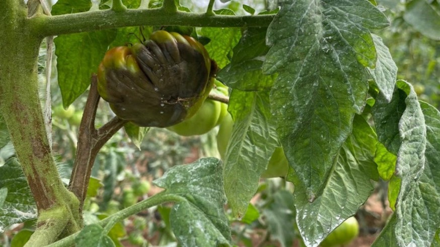 La Región pierde el 20 por ciento del tomate de invernadero en los últimos cinco años 