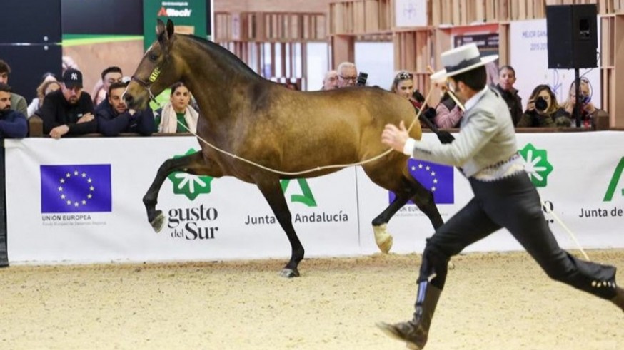 Dos caballos caravaqueños consiguen triunfos en la edición 2023 del SICAB