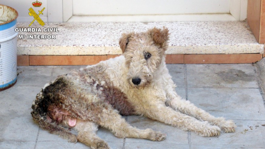 Investigan en Murcia al dueño de una perra por maltrato animal