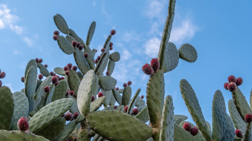 La magia de las plantas. El cactus