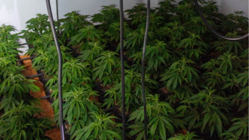 Desmanteladas dos plantaciones de marihuana en Alcantarilla con seis detenidos