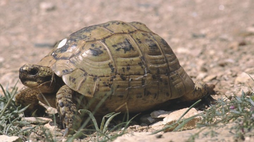 Medio Ambiente pone en marcha el Plan de Conservación de la Tortuga Mora 