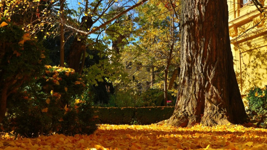 La Magia de las Plantas. Granada