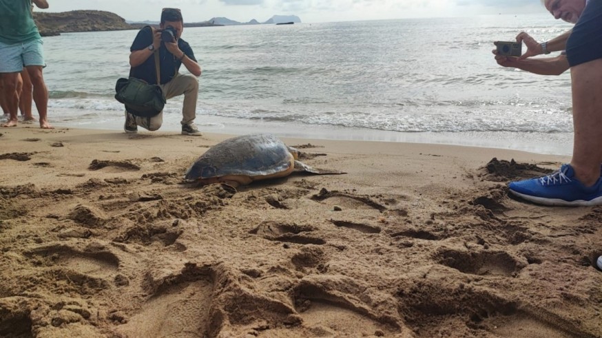 Junio, el mes del anidamiento de la tortuga boga