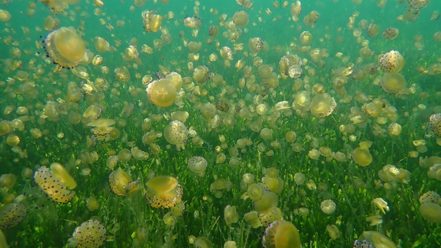 Ruiz (IEO): "No hay base científica que relacione la aparición de las medusas con la mejora del Mar Menor"