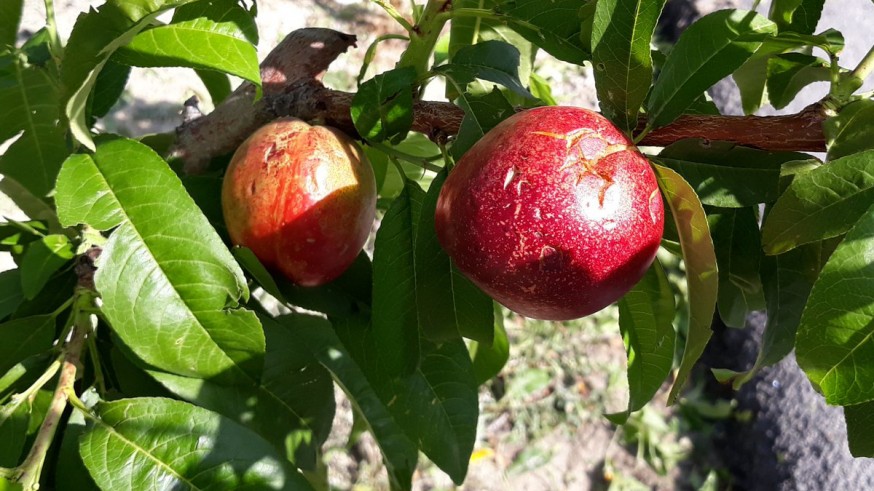 Daños en frutales por el granizo
