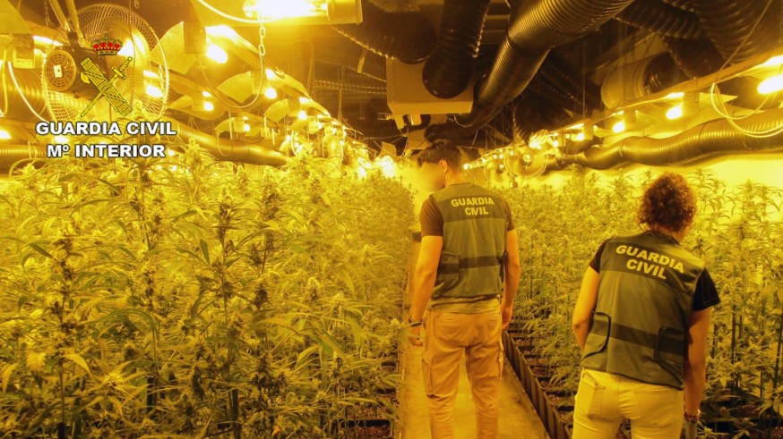 Incautadas más de 2.000 plantas de marihuana en una nave en San Javier 