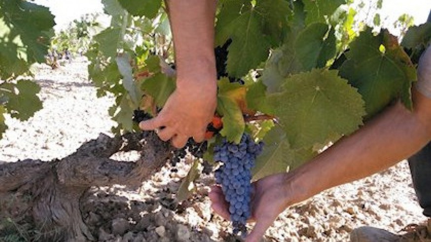 Los viticultores ya se pueden acoger a las ayudas extraordinarias para afrontar la crisis causada por la Covid-19