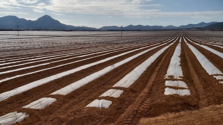 Ecologistas en Acción denuncia a la Consejería de Agricultura por "ocultar informes sobre suelos contaminados" en el Campo de Cartagena