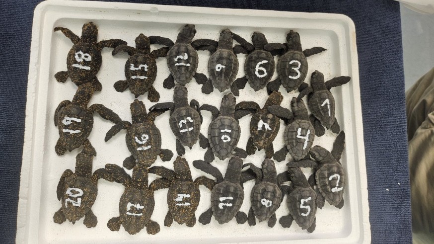 136 ejemplares de tortuga boba se han extraído de los dos nidos localizados en verano