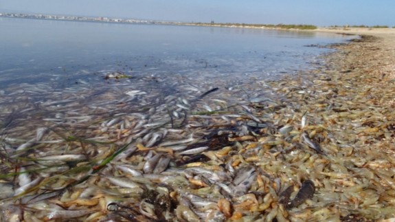 Episodio de mortandad de peces en el Mar Menor en octubre de 2019. ECOLOGISTAS EN ACCIÓN