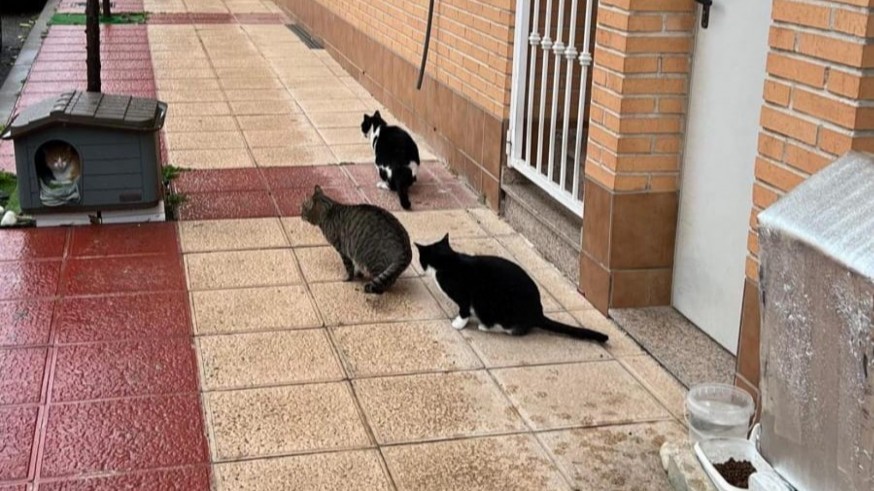 Gestoras de colonias felinas en Murcia denuncian la desaparición de gatos y reclaman mayor apoyo institucional