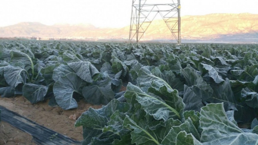 Lechugas heladas en el campo de Cartagena