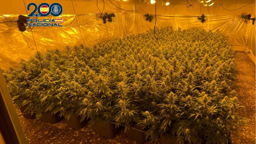 Policía Nacional Interviene 6.000 plantas de marihuana en junio en la Región