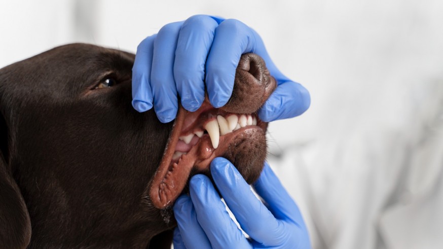 Animalicos. La higiene dental de las mascotas