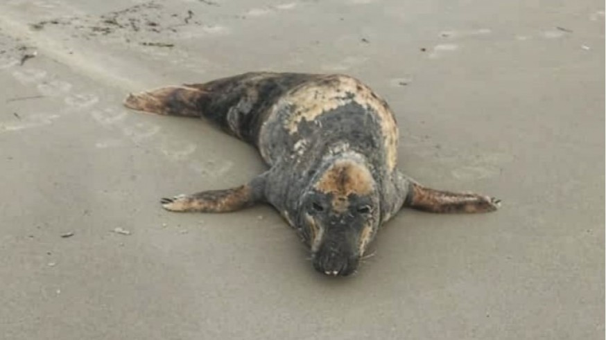 Rescatan a la foca que ha aparecido en San Pedro del Pinatar 