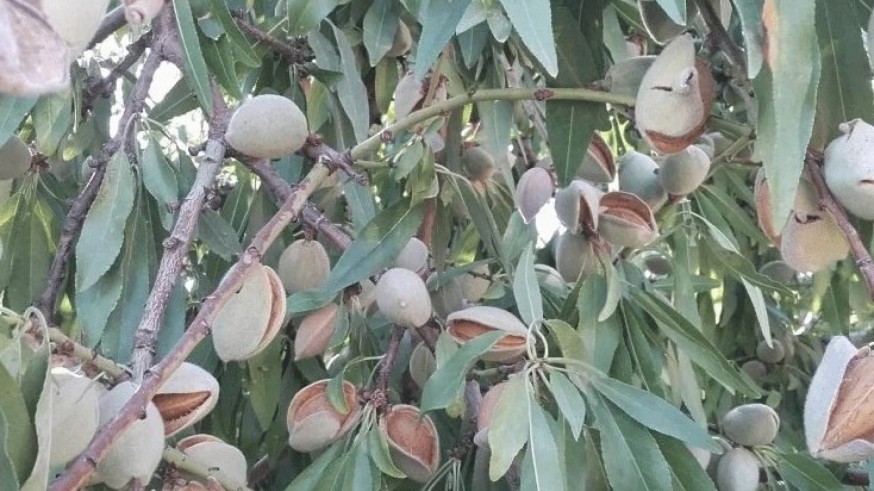 Premio del CSIC a investigadores del CEBAS por crear frutales más resistentes, sabrosos y sostenibles