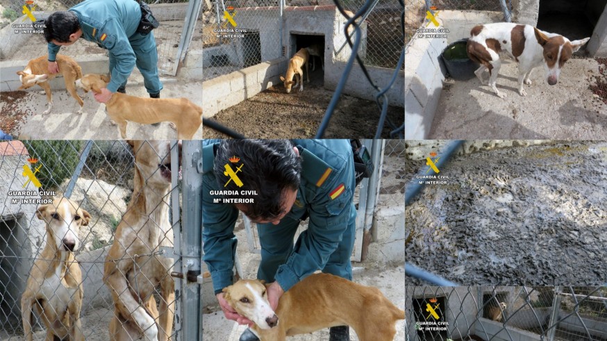Liberan a tres perros de raza podenco desnutridos y enfermos de una finca en Alhama de Murcia
