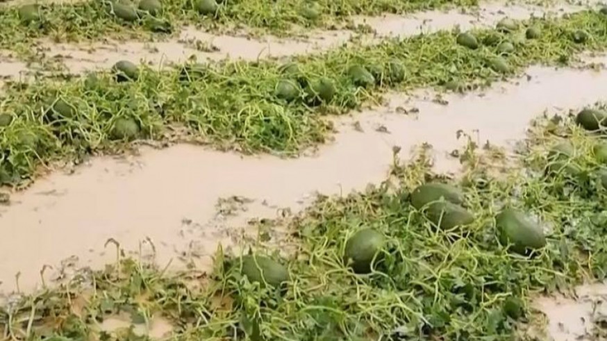 Cultivos de melón inundados tras la tromba de agua y granizo