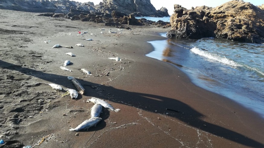Lubinas muertas a orillas de la playa en Portman