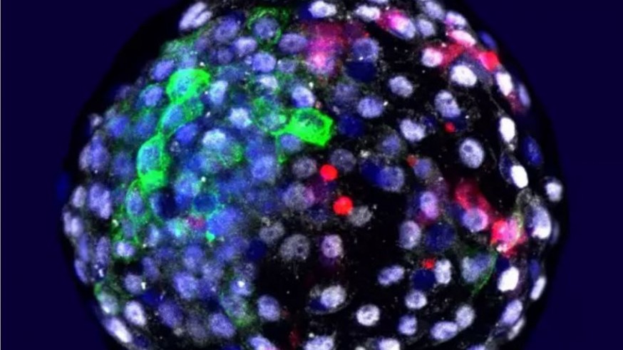Un embrión con células de mono y de humano creado por el equipo de Izpisua - WEIZHI JI, KUNMING