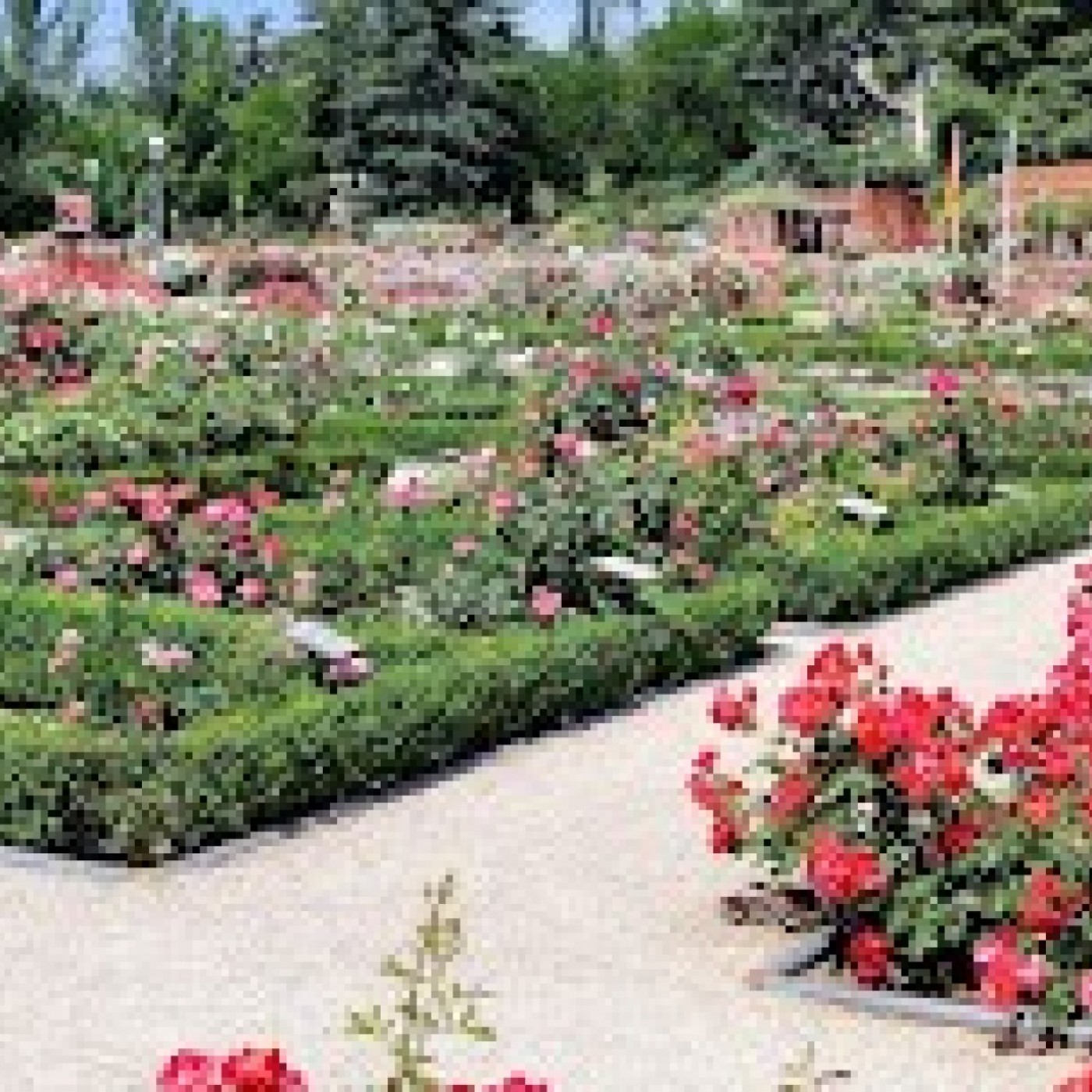 EL MIRADOR T06C178 La Magia de las Plantas, con Diego Rivera. Las rosaledas de Madrid (18/05/2026) episode artwork