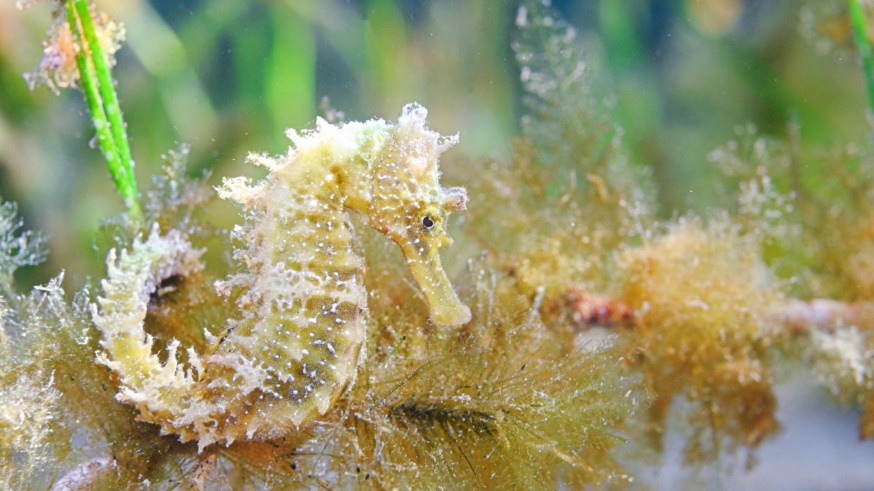 Nuevos ejemplares juveniles de caballitos de mar y nacras refuerzan su presencia en el Mar Menor