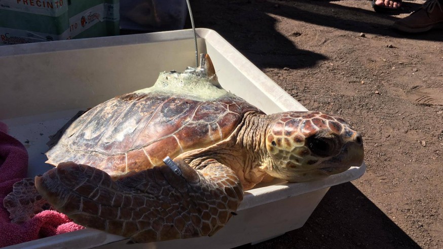 Una de las tortugas liberadas en Calblanque