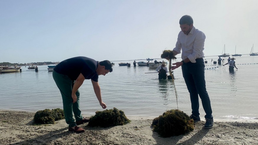 Las brigadas de la Comunidad han retirado ya más de 10.500 toneladas de biomasa del Mar Menor 