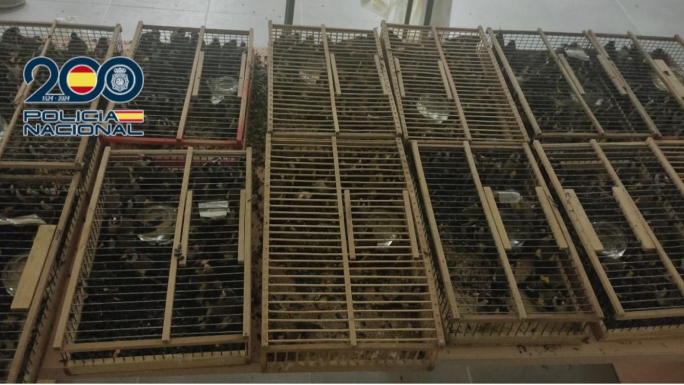 Detenidos en Orihuela por tráfico ilegal de 400 jilgueros en pésimas condiciones