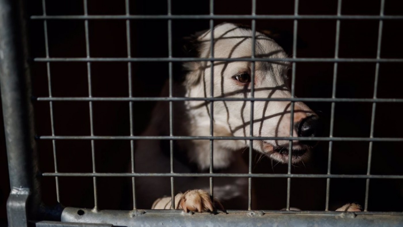 Cerca de 300.000 animales de compañía son abandonados en España cada año