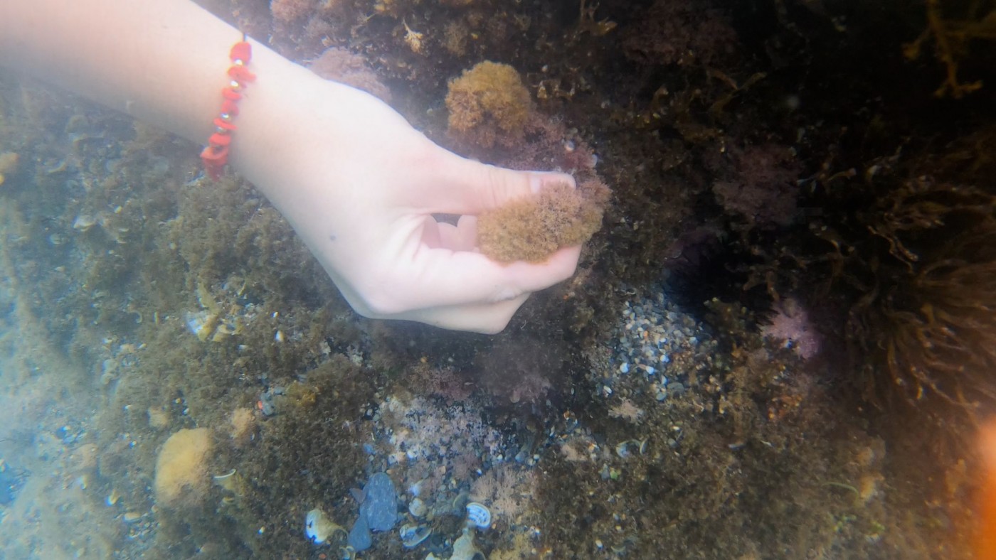 Detectan algas microscópicas potencialmente tóxicas en playas del litoral Sur de Murcia