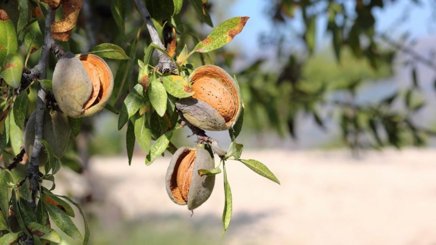 La sequía acaba con el 15% de los almendros de la Región de Murcia