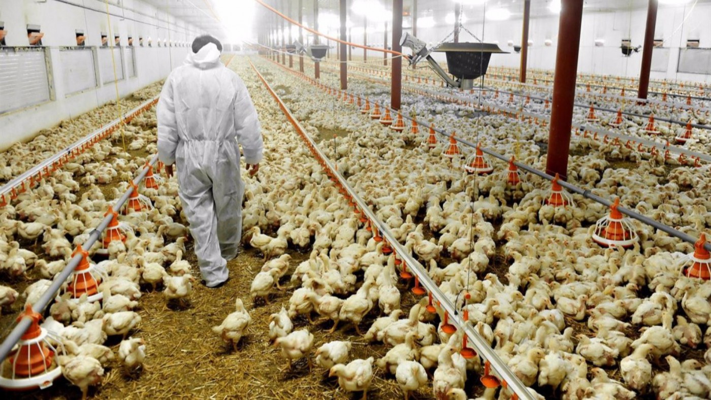 Medidas restrictivas en las granjas avícolas del Mar Menor ante la gripe aviar