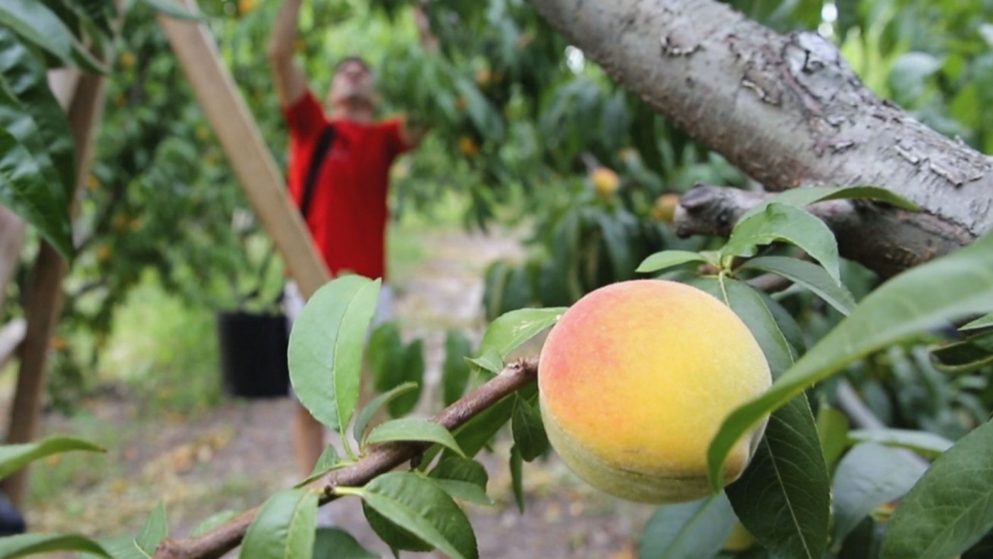El campo aplaude la regularización de migrantes ante la falta de mano de obra